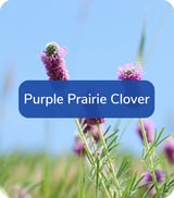 3September-PurplePrairieClover
