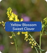 3September-YellowBlossomSweetClover