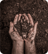 hands dirty and holding soil