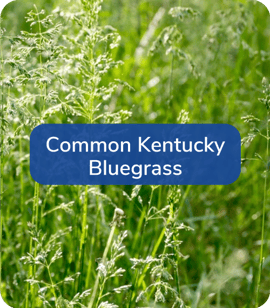 Common-Kentucky-Bluegras
