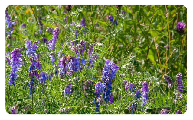 how-to-get-the-most-out-of-your-cover-crops