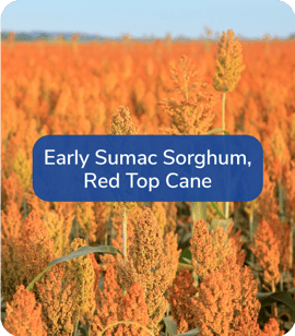 Early-Sumac-Sorghum