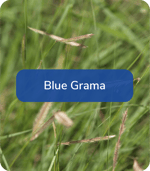 Blue Grama
