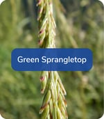 GreenSprangletop