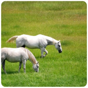 PastureGrassSeedBlog_Equestrian Mix