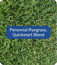 Perennial Ryegrass-1