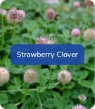 Strawberry Clover