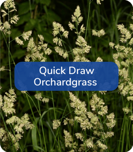 Quick-Draw-Orchardgrass