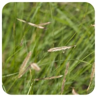 close up of homesteader's choice grass seed
