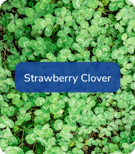 Strawberry-Clover