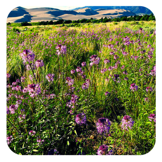 Benefits of Wildflowers & Legumes For Your Garden