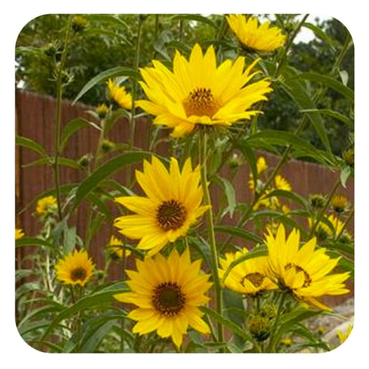 Benefits of Wildflowers & Legumes For Your Garden