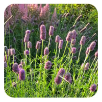 WildflowerBlog_Purple Prairie