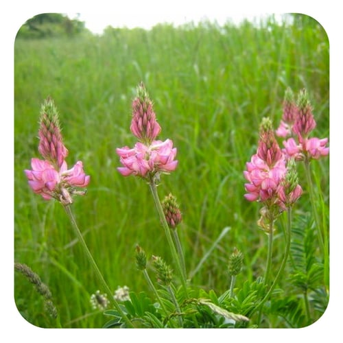 Benefits of Wildflowers & Legumes For Your Garden