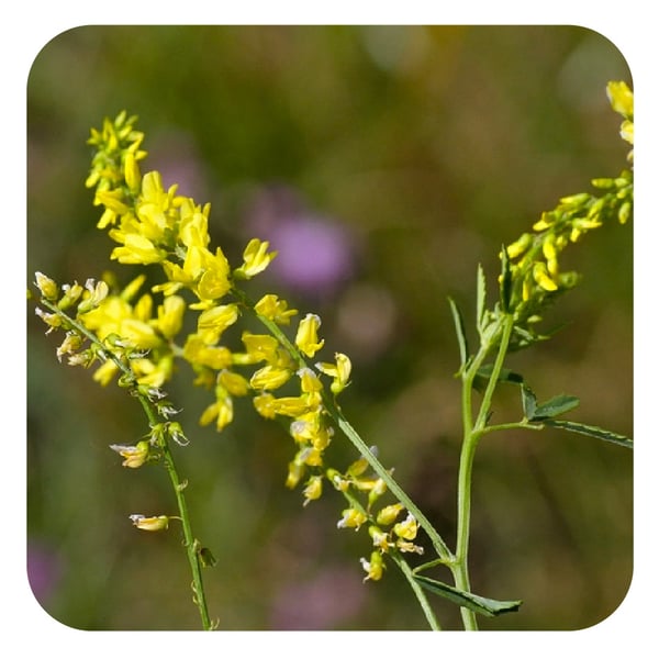 Benefits of Wildflowers & Legumes For Your Garden