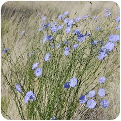 blog_wildflowers
