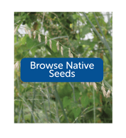browse native seeds