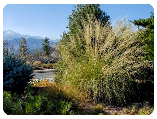 Giant Sacaton Grass