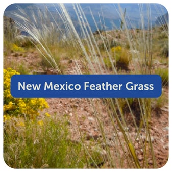 New Mexico Feathergrass