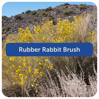 Rubber Rabbitbrush