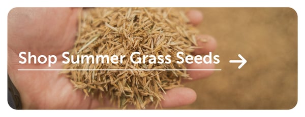 shop summer grass seeds