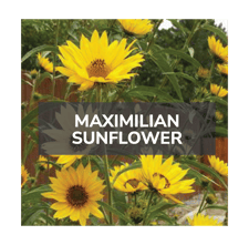 maximlian sunflower