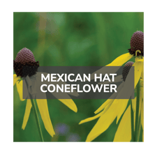 mexican hat coneflower
