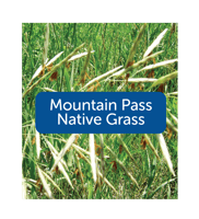mountain pass native seed