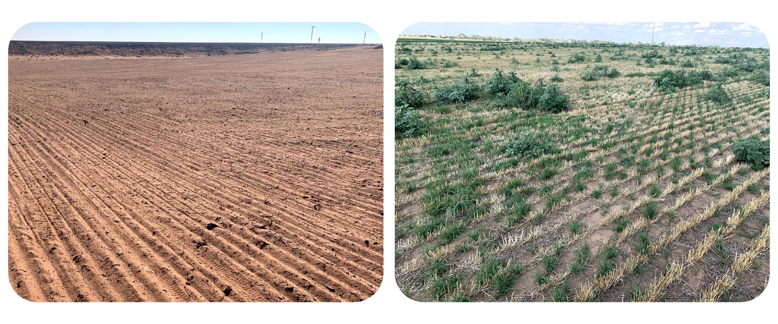 before and after pictures of reclaimed land using curtis seed