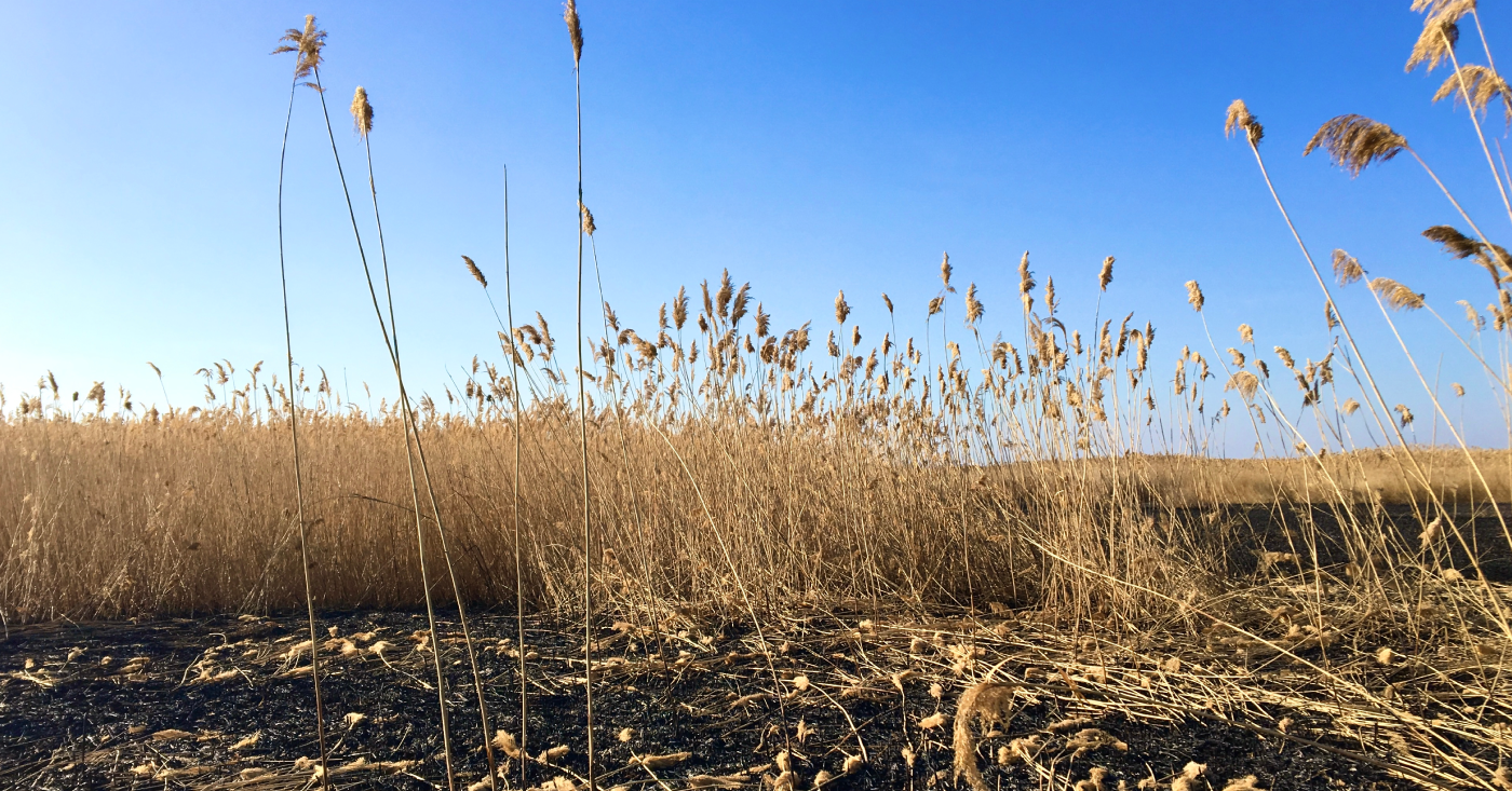 cover crops growing back from a burned area