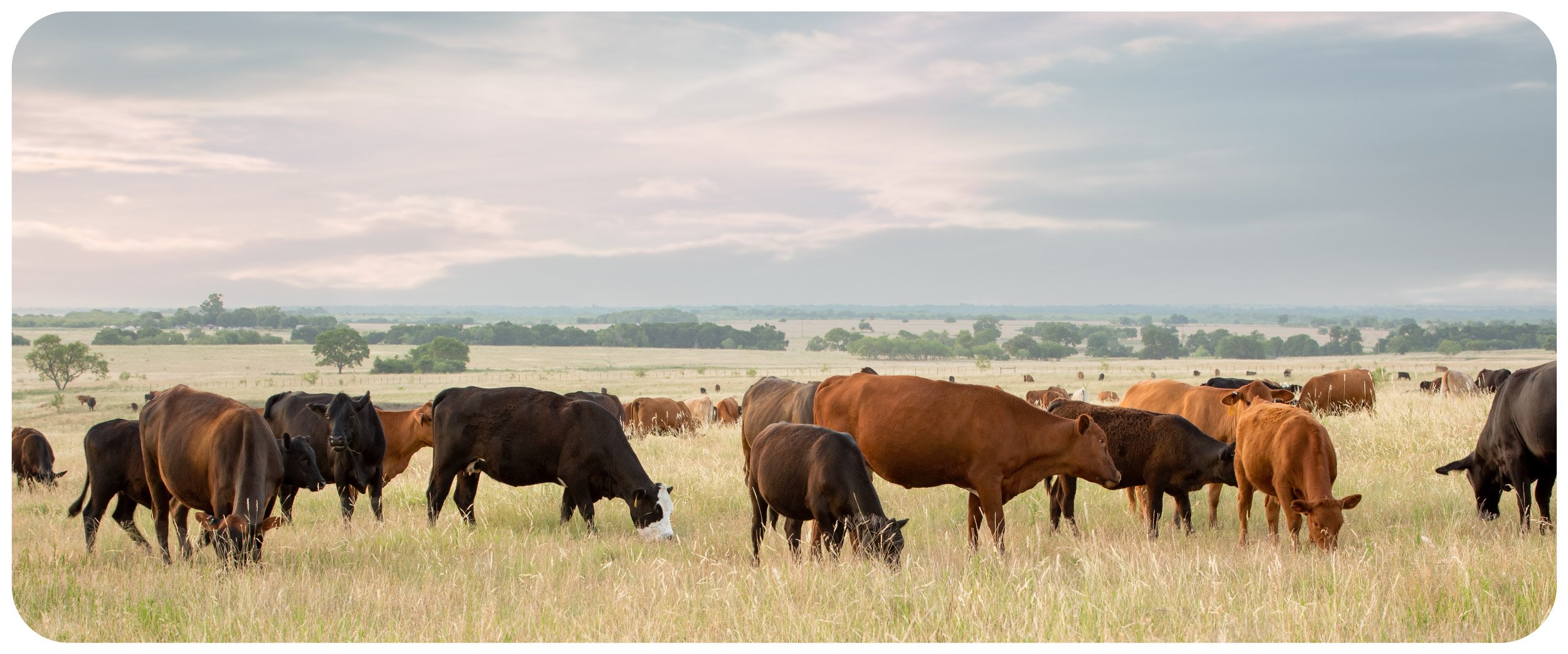 herd of cattle in open field