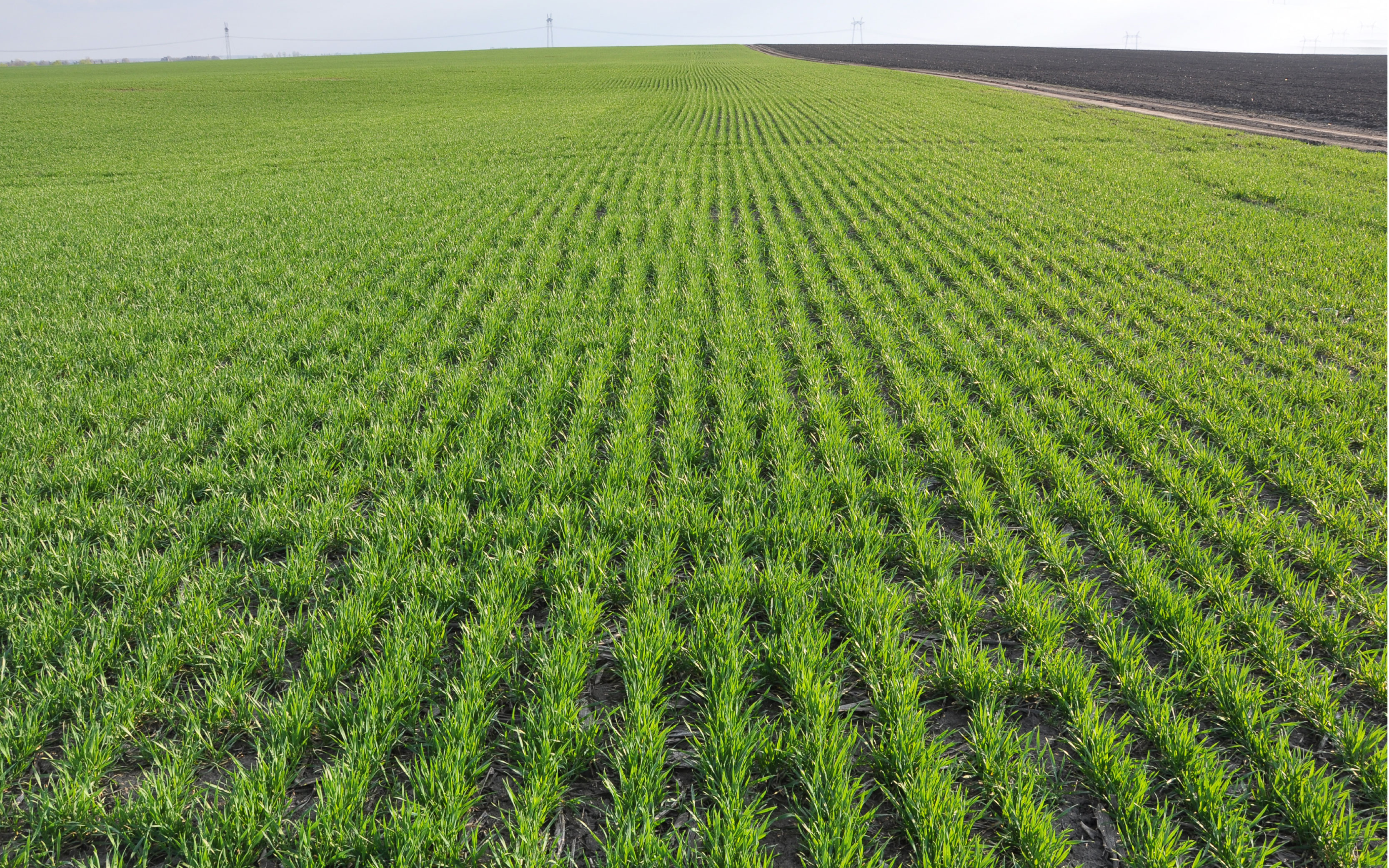What Makes Native Seed the Best Choice for Large Land Projects?