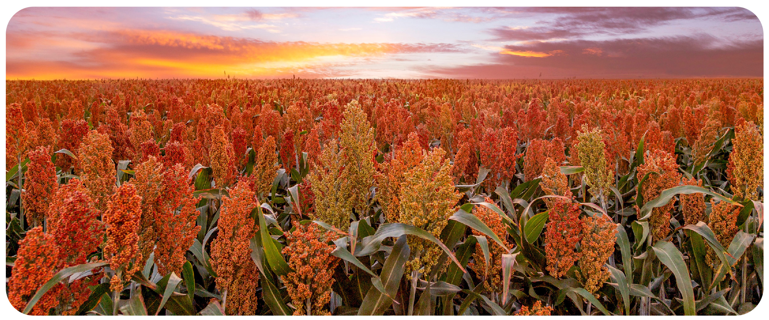 red top cane sorghum