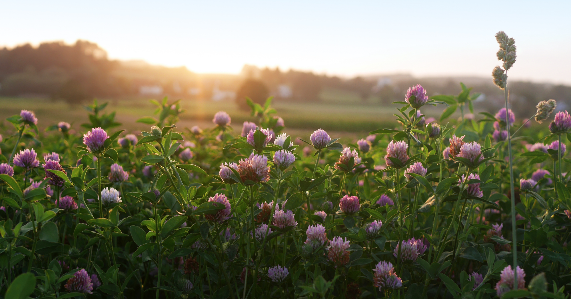 field of pink clover cover crops