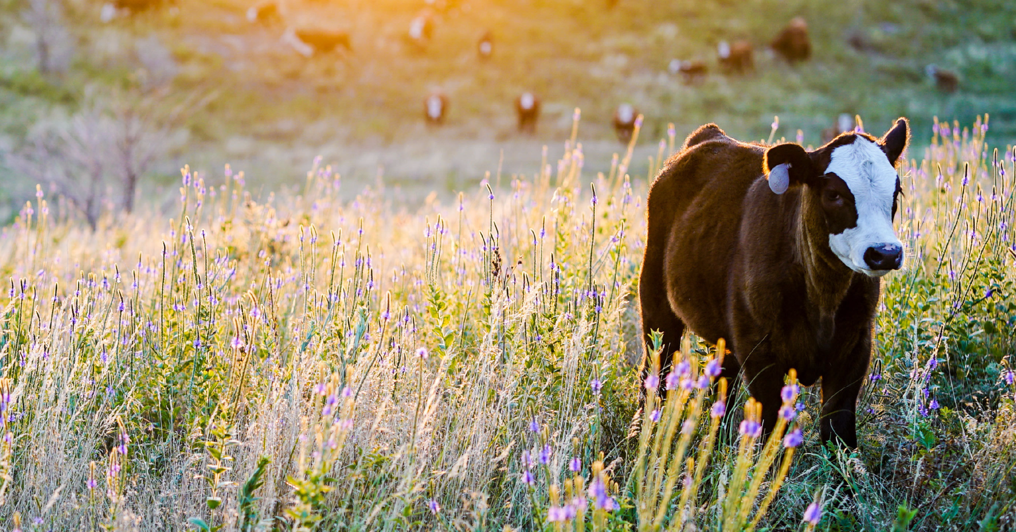 cows in a wildflower field